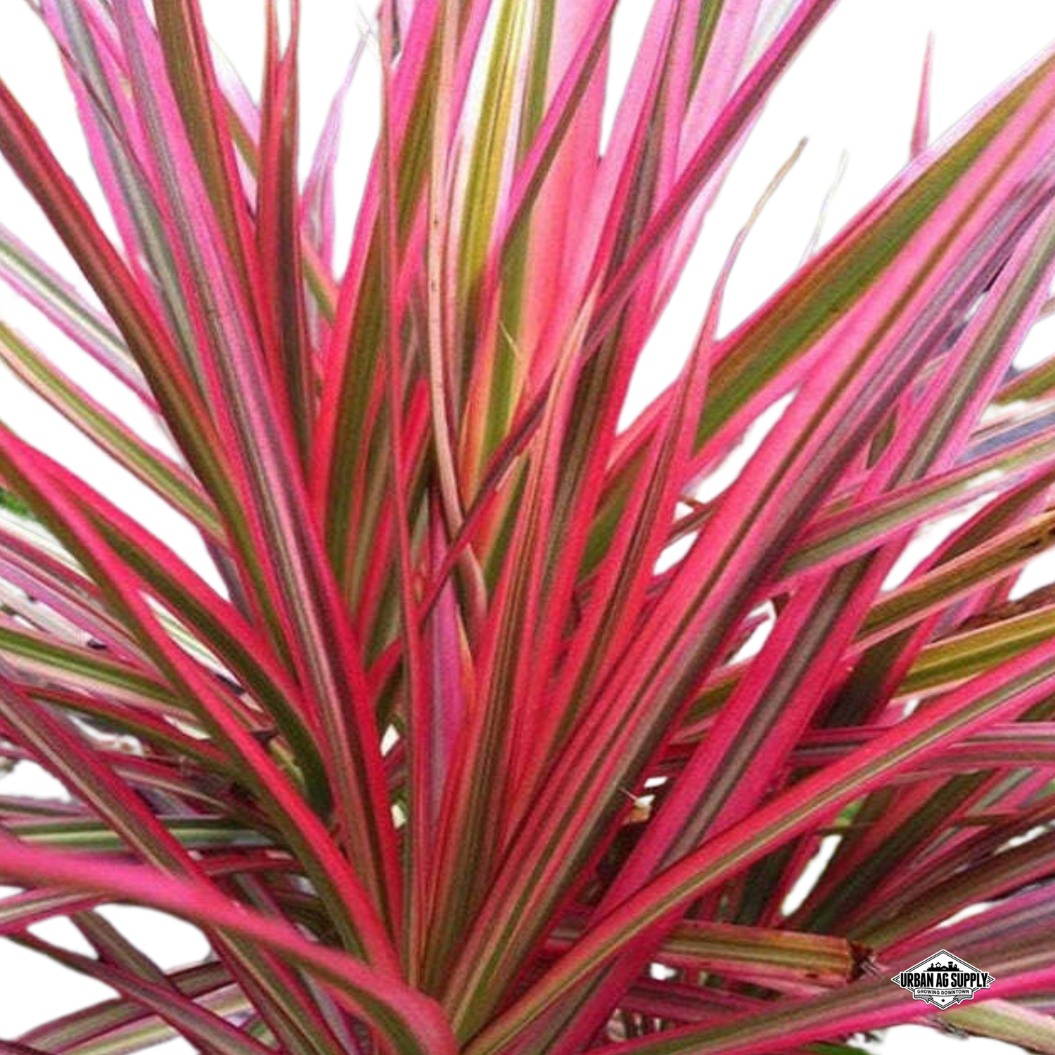 Madagascar Dragon Tree (Dracaena marginata magenta)