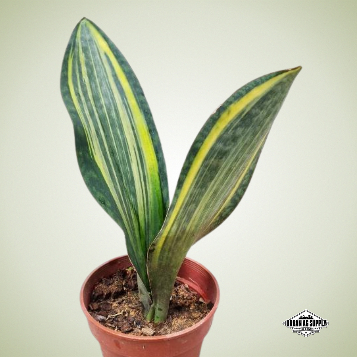 Snake Plant 'Whale Fin' (Sansevieria masoniana 'Variegata') - Variegated