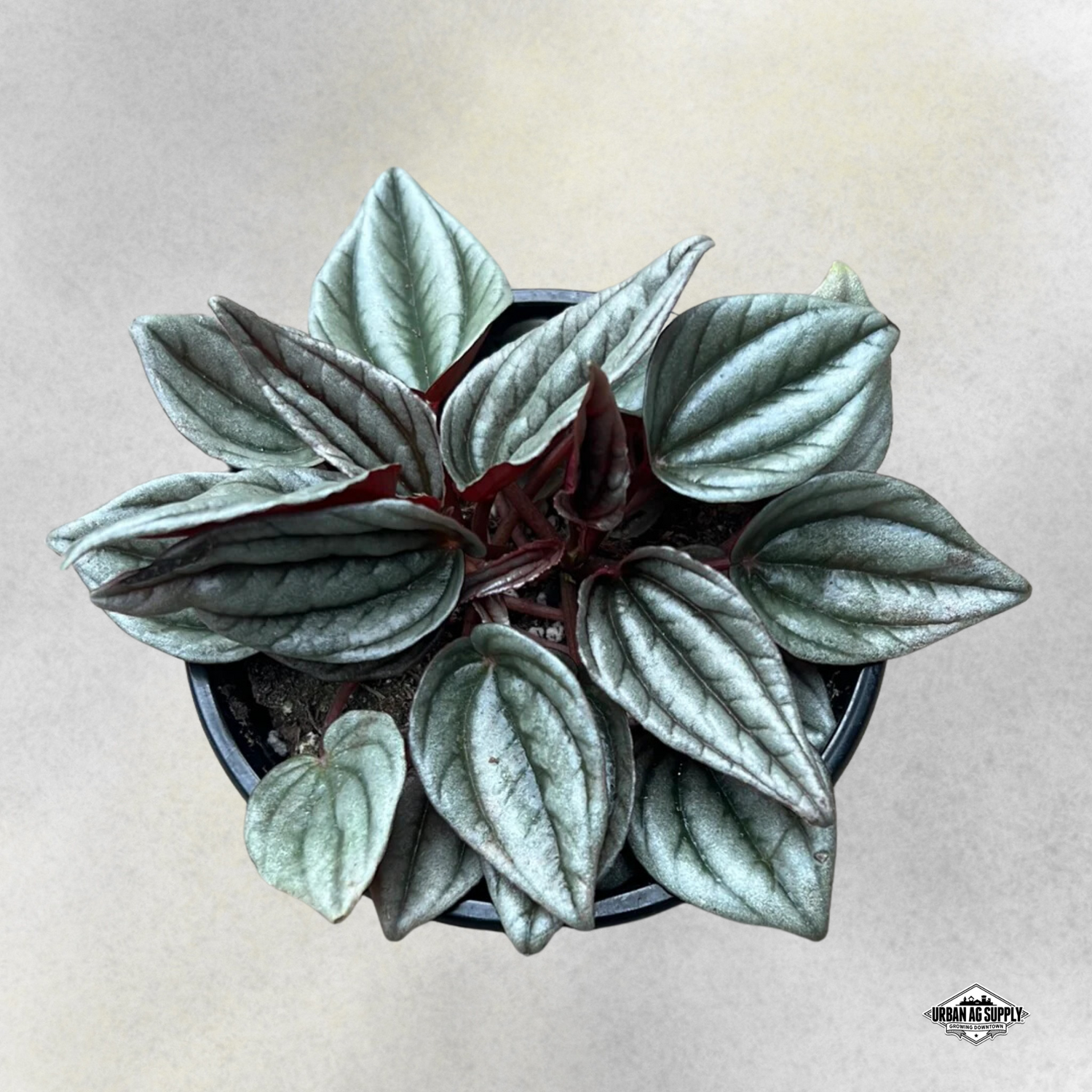 Peperomia 'Mendoza'