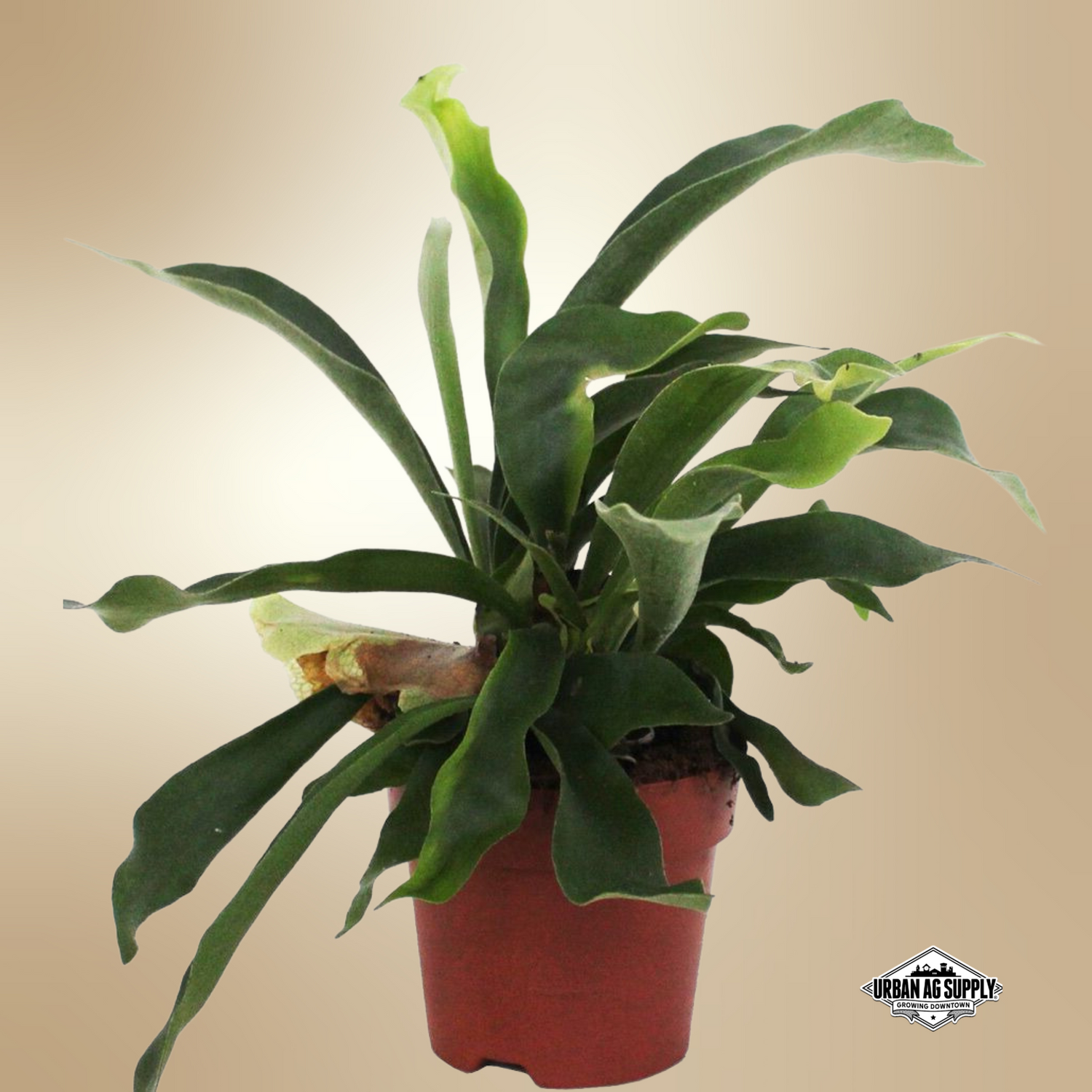 Staghorn Fern (platycerium bifurcatum)