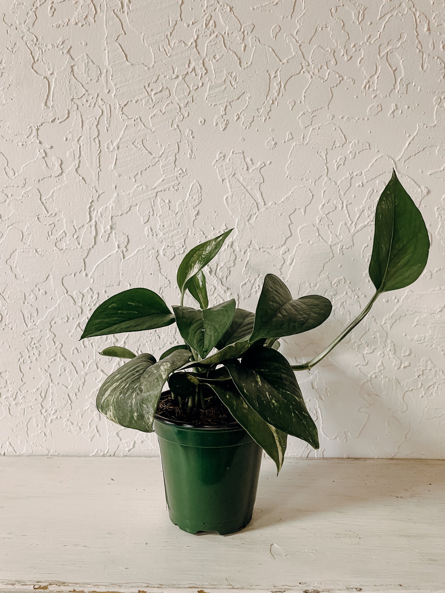 Golden Pothos (Scindapsus Aureus)