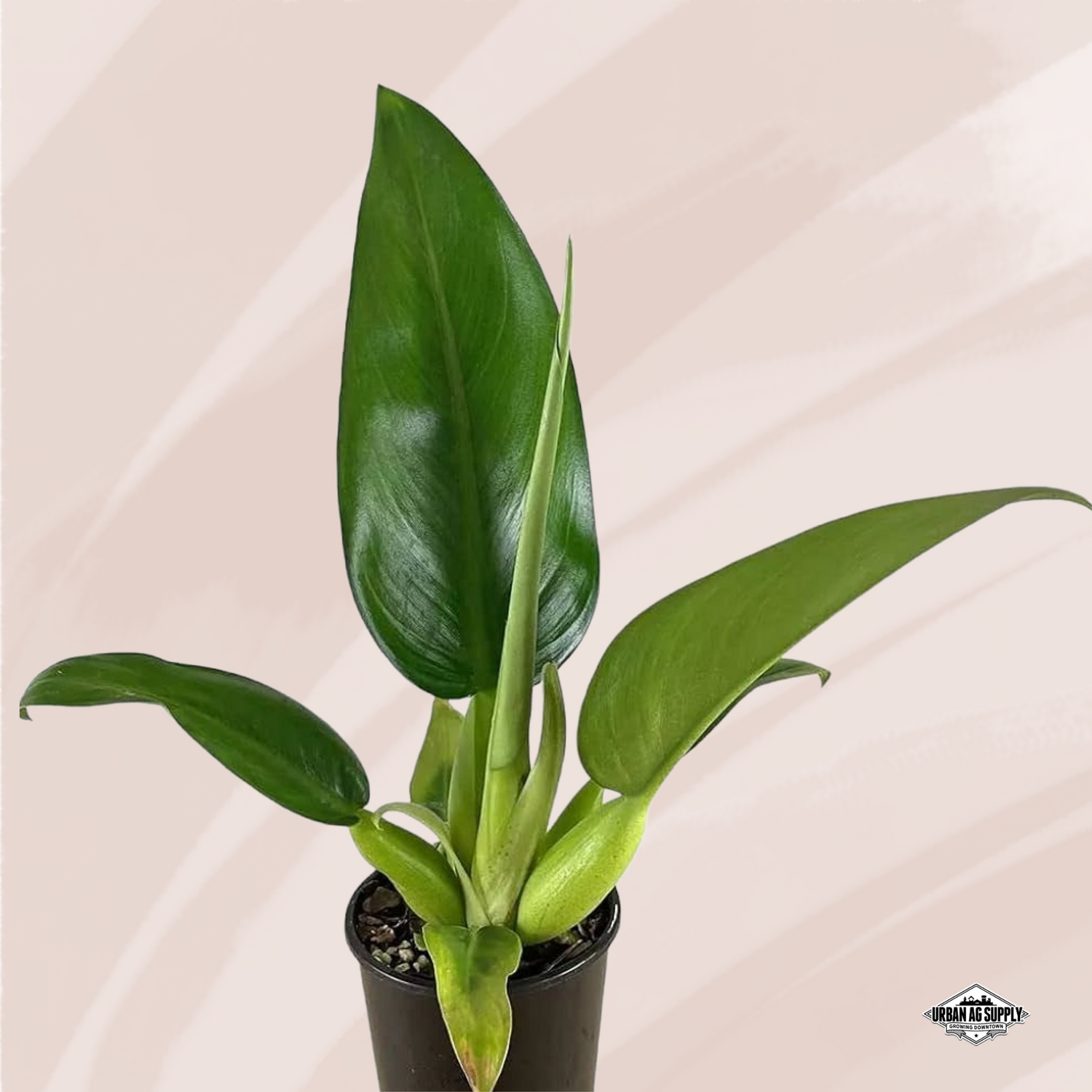 Philodendron 'Fat Boy' - (Philodendron martianum)