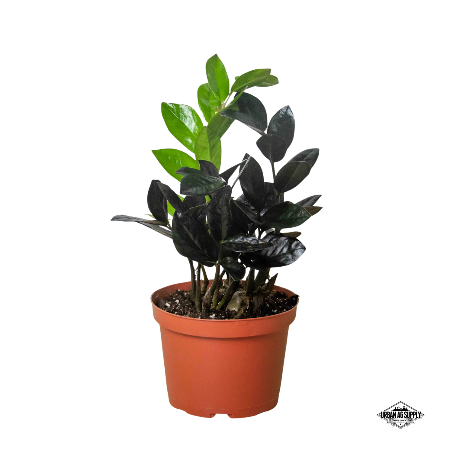 ZZ Oscura (Black Zamioculcas Zamiifolia)