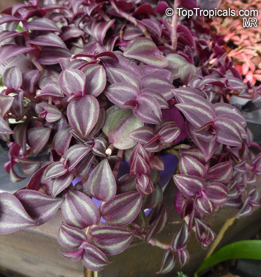 Wandering Dude ‘Burgundy’ (Zebrina Pendula)