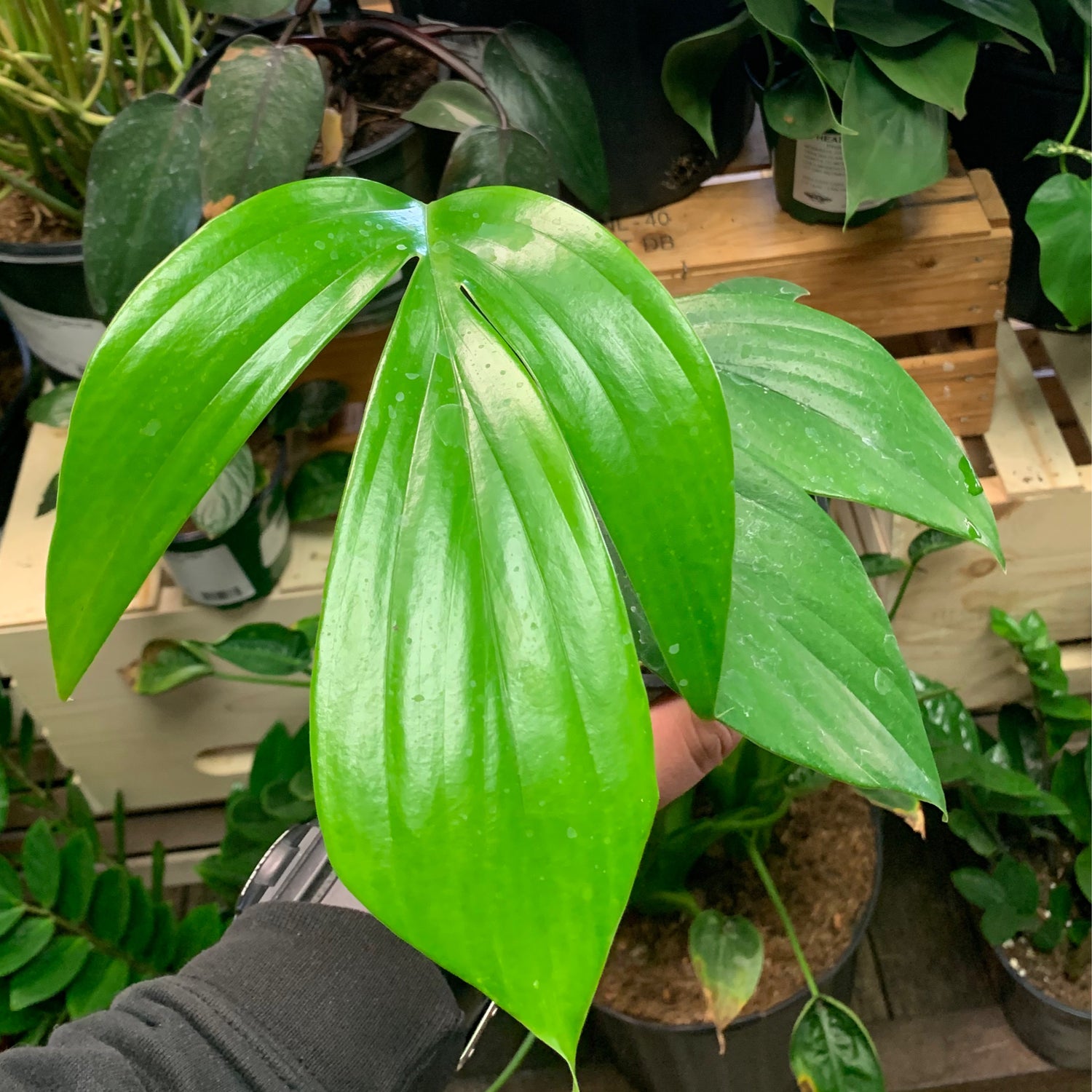 Rhaphidophora decursiva (Creeping Philodendron)