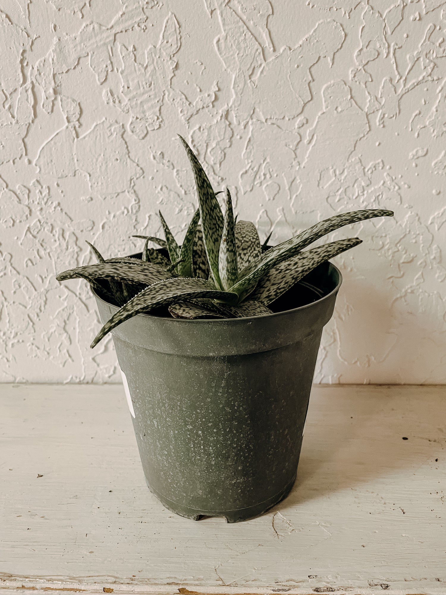 Aloe Vera 'White Fox'