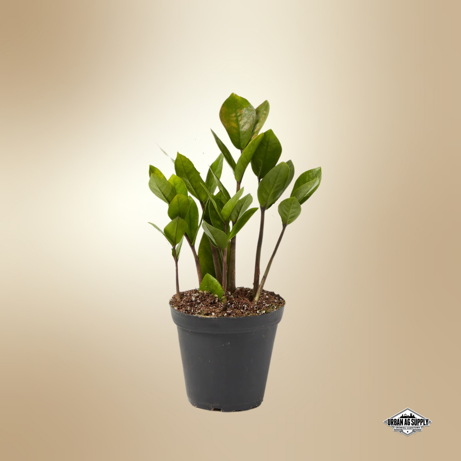 ZZ Plant (Zamioculcas Zamiifolia)