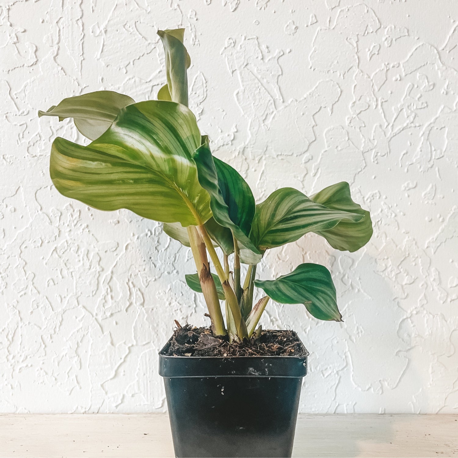 Round Leaf Calathea (calathea orbifolia)