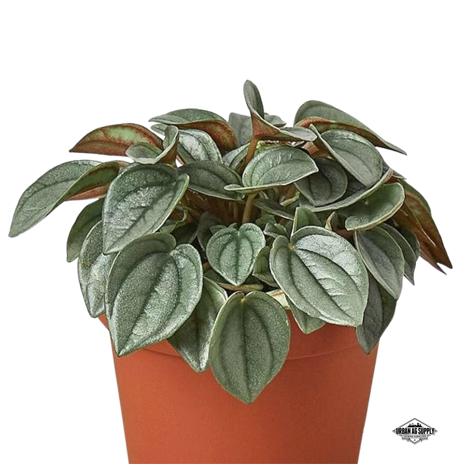 Peperomia 'Napoli Nights'