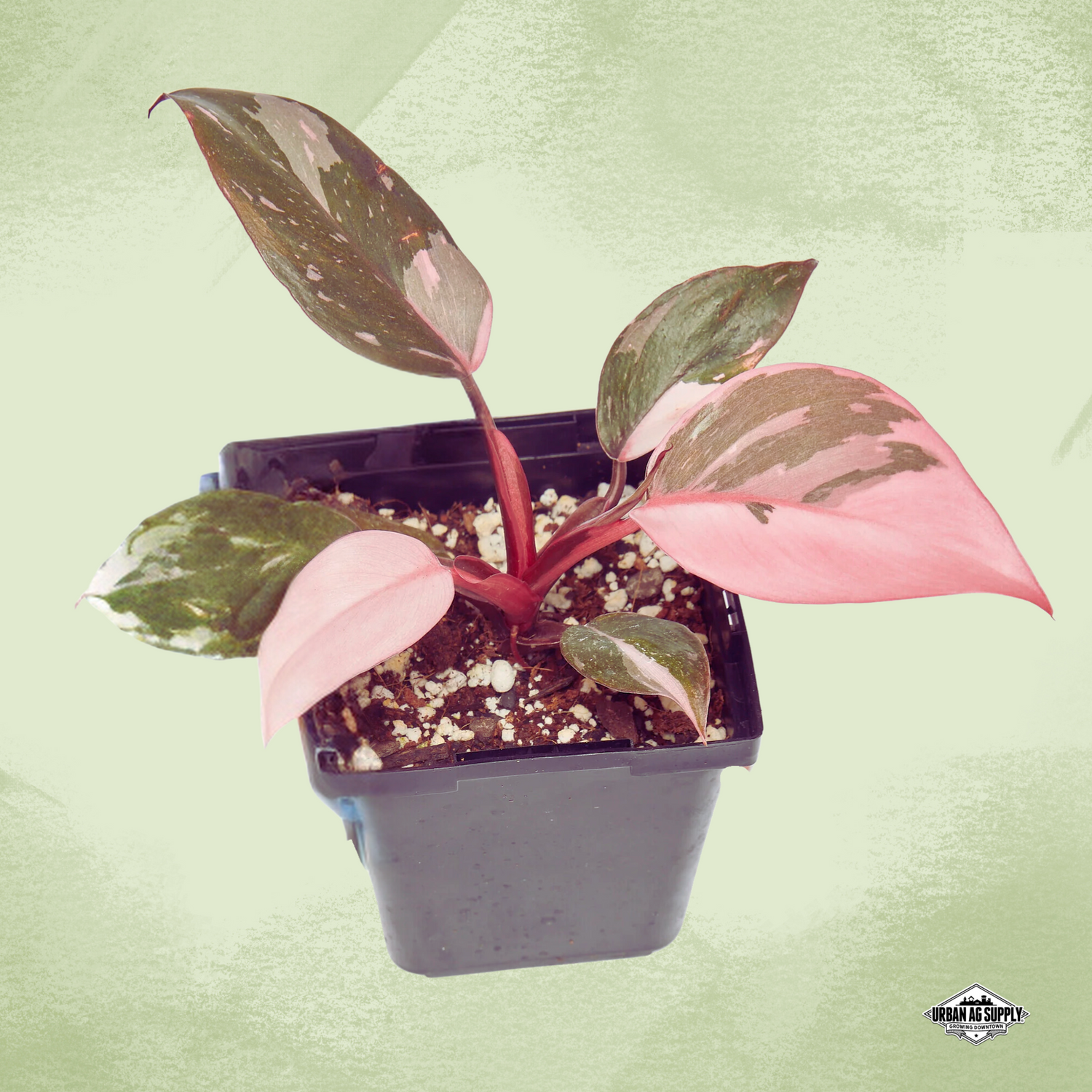 Philodendron 'Pink Princess'