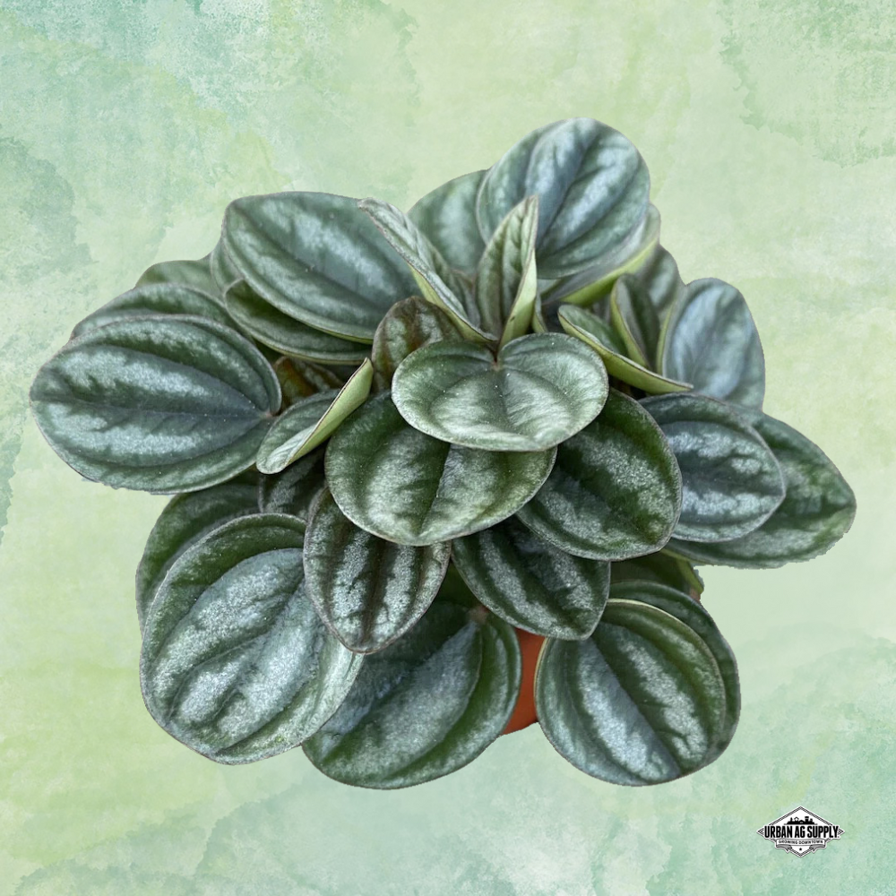 Peperomia 'Royal Princess' (Peperomia caperata 'Royal Princess')