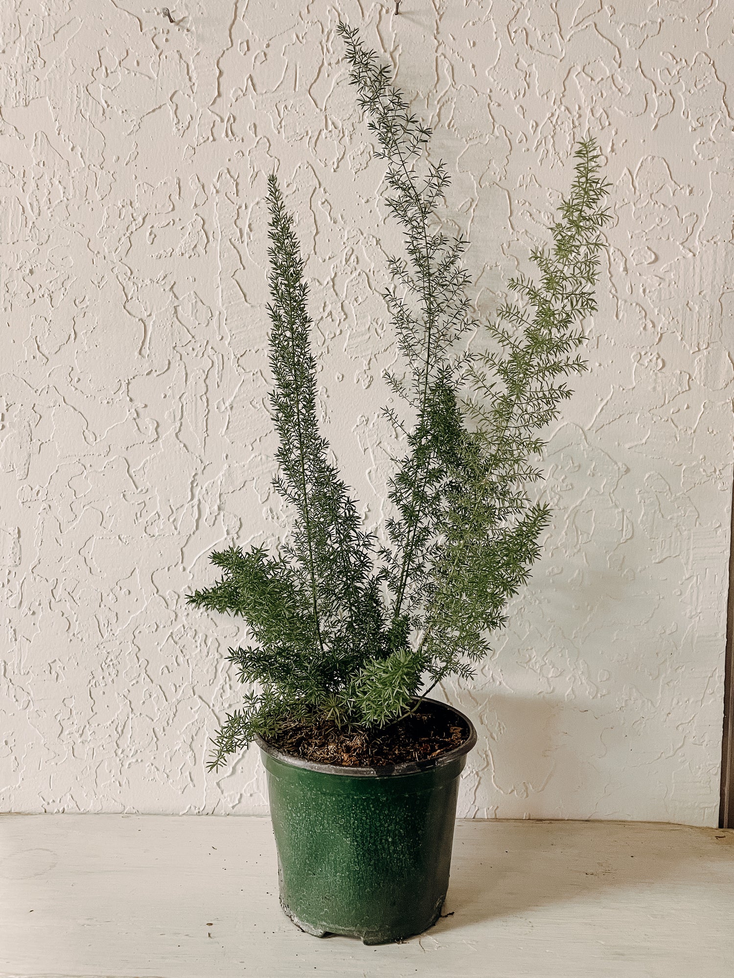 Foxtail Fern (asparagus densiflourus 'Meyers')