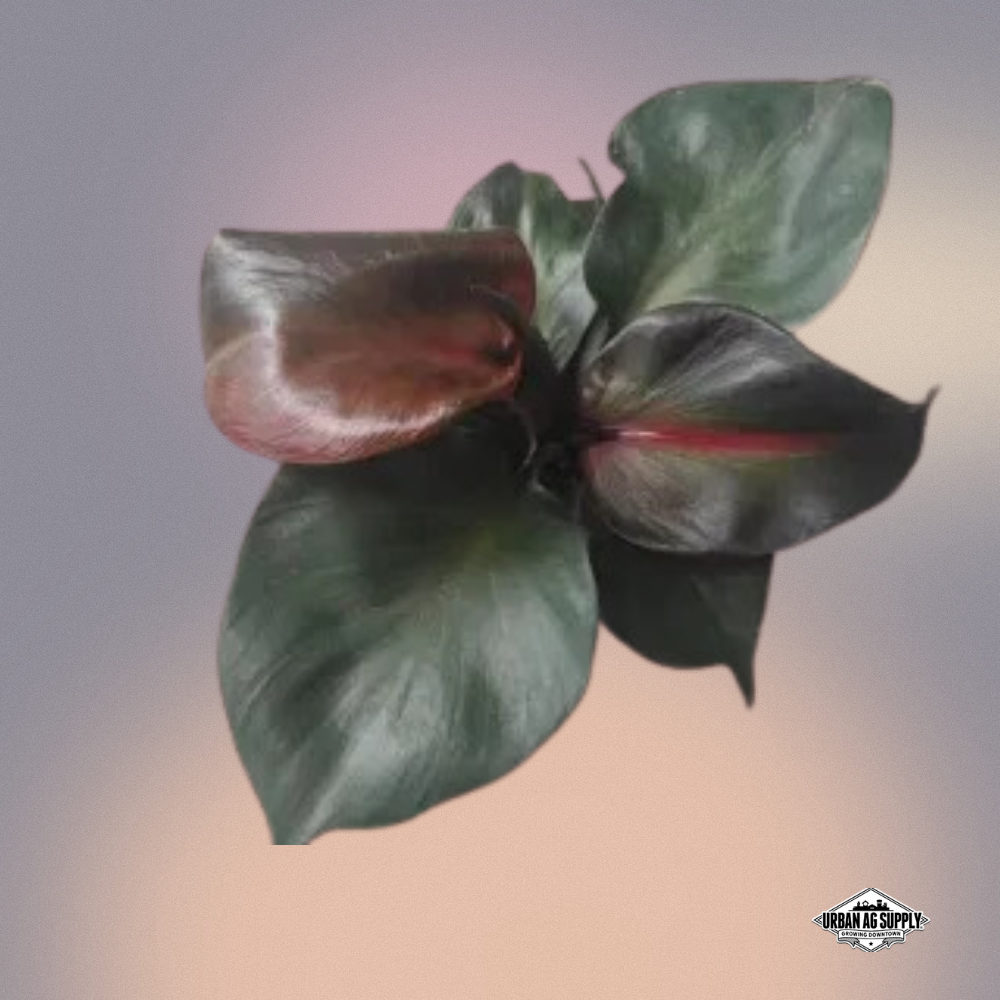 Philodendron 'Red Heart'