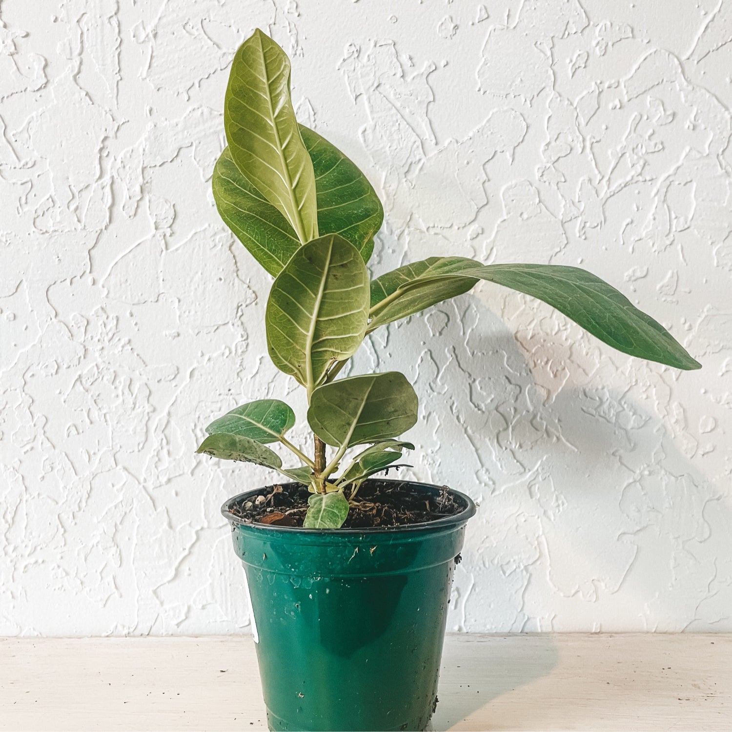 Ficus Audrey (ficus benghalensis)