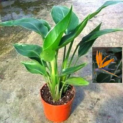 Bird of Paradise "Orange" (Strelitzia reginae)