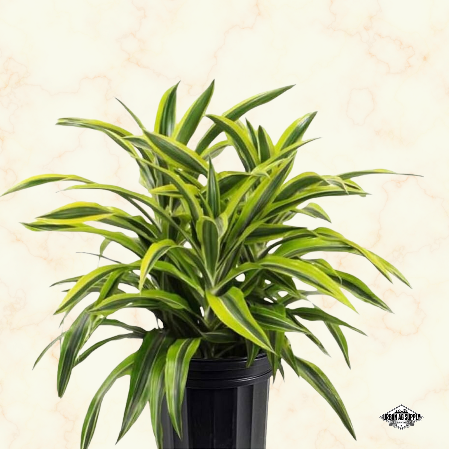 Dracaena fragrans 'Lemon Lime'