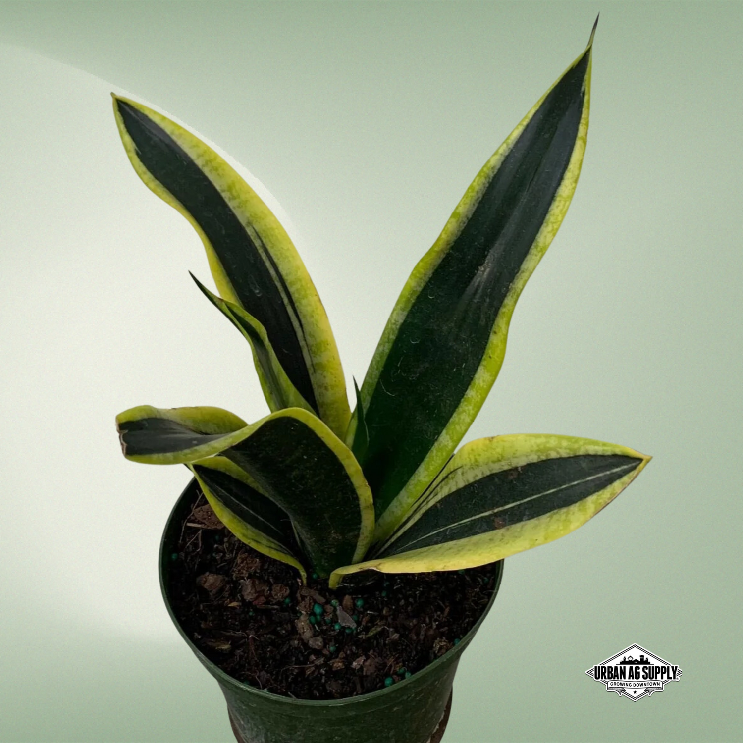 Snake Plant 'Black Gold' (sanseveria trifasciata)