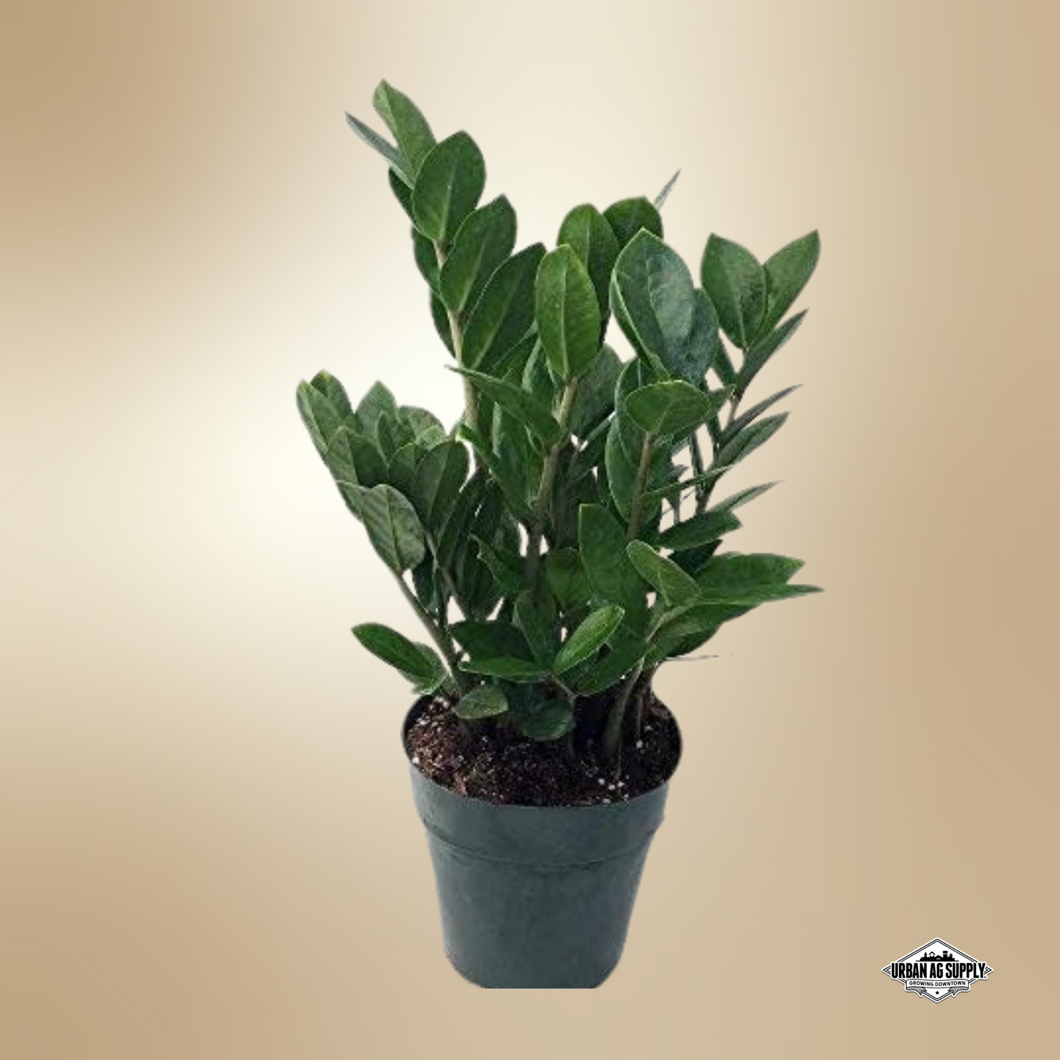 ZZ Plant (Zamioculcas Zamiifolia)