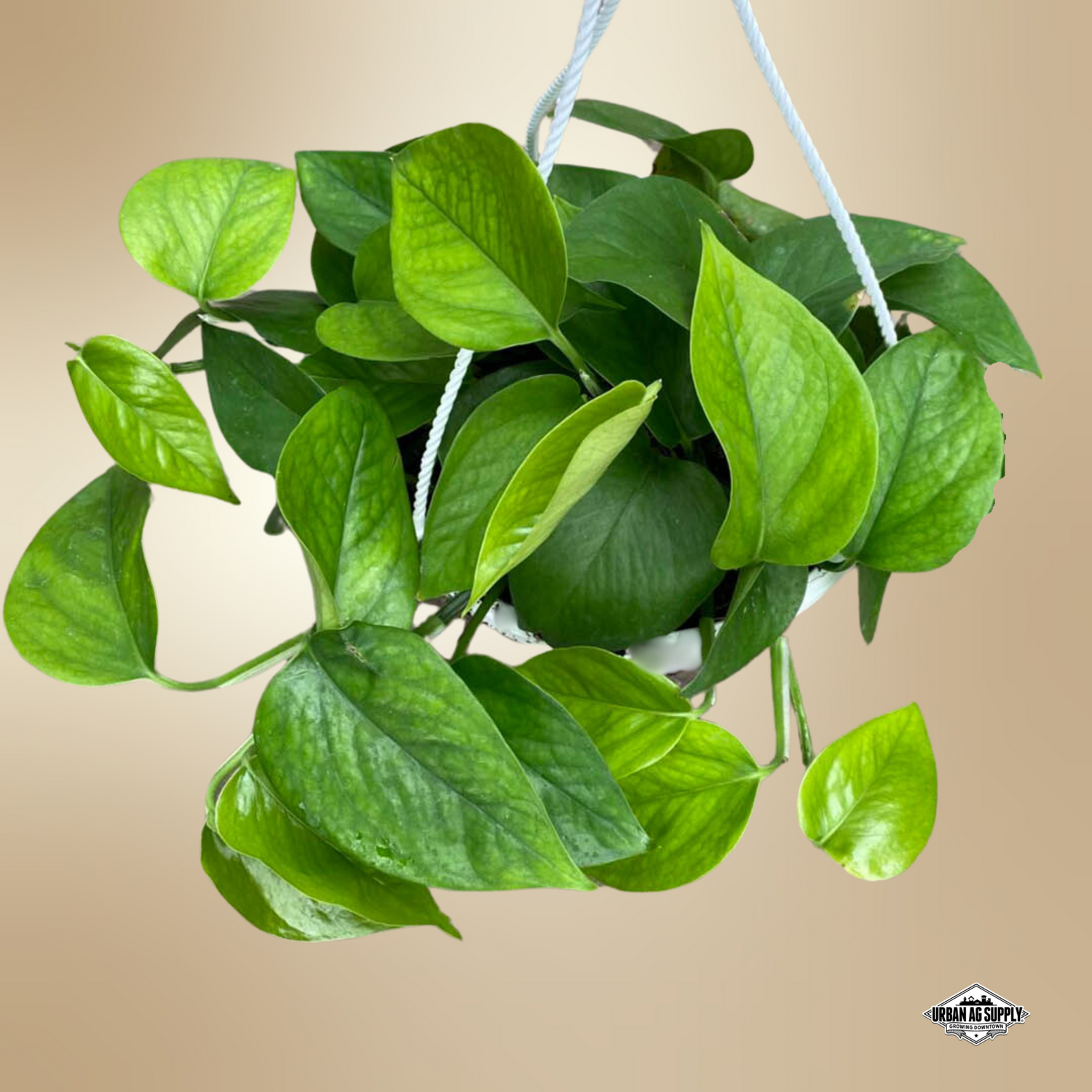 Pothos "Jade" (Epipremnum Aureum)