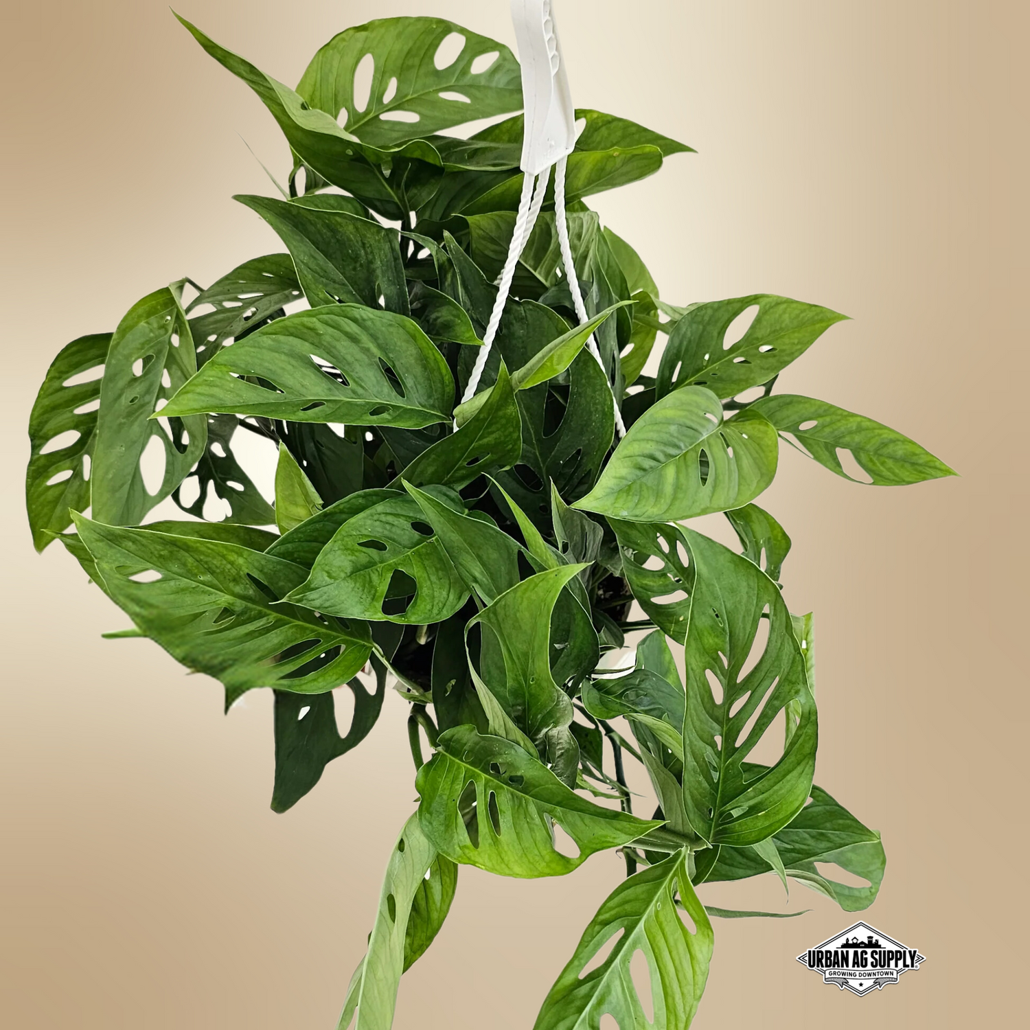 Swiss Cheese Vine (Monstera Adansonii)