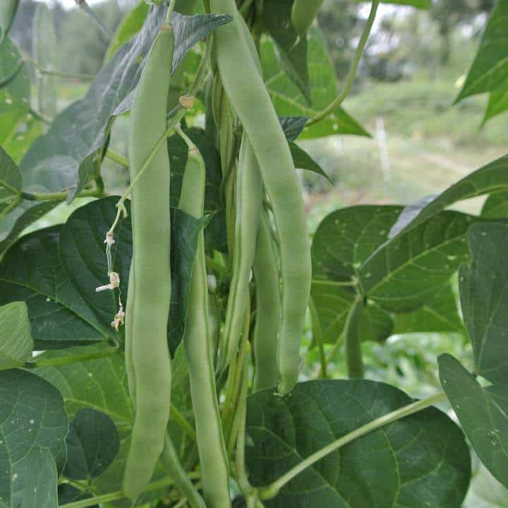 Pole Snap Bean, Early Riser (Organic) by Adaptive Seeds - seed packet